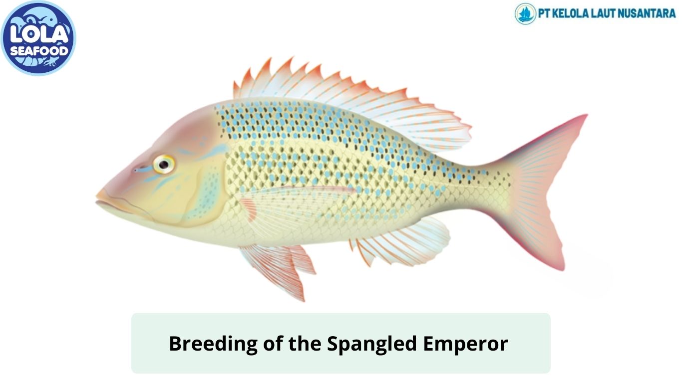 Breeding of the Spangled Emperor 